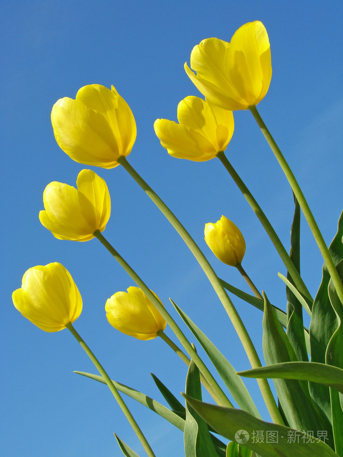 黄色郁金香