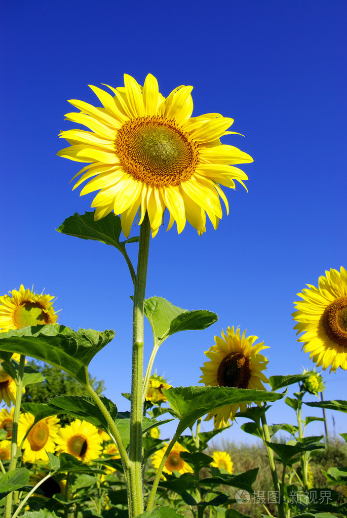 向日葵葵花籽向日葵色