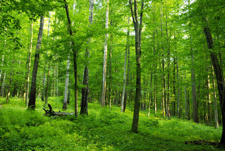 森林 丛林 (森林似的)一丛 一片森林 丛林 (森林似的)一丛 一片春天的