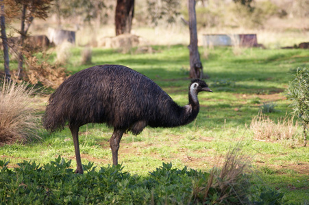 鸸鹋产于澳洲的一种体型大而不会飞的鸟