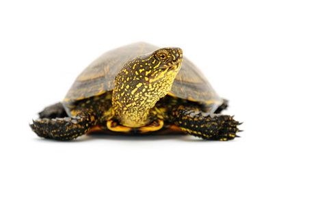 龟隔离白海龟被隔离摄影图