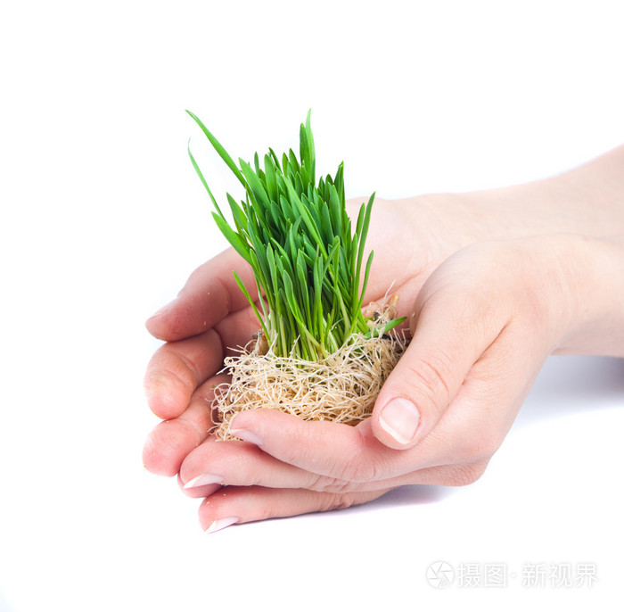 女人手中的青草