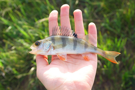 鱼类 〈口〉(特殊的)人物,家伙,东西 [建]接合板,夹片,鱼尾板 [航]钓
