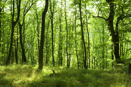 森林 丛林 (森林似的)一丛 一片照片