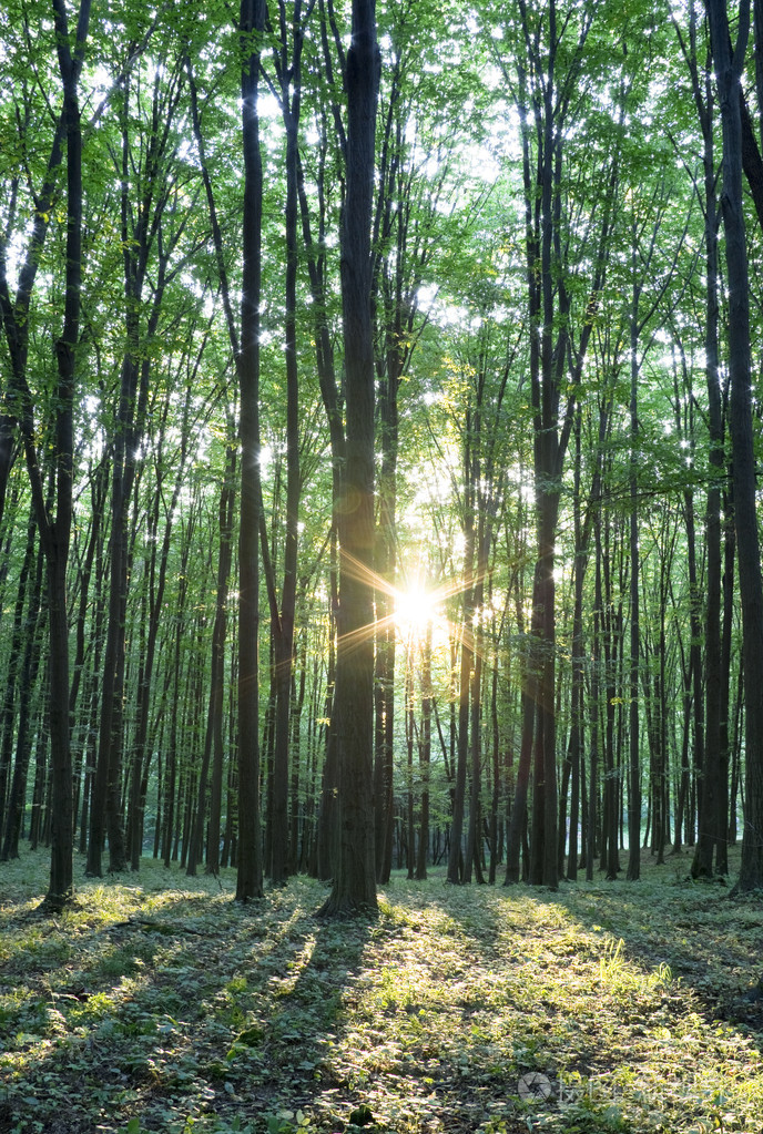森林丛林森林似的一丛一片