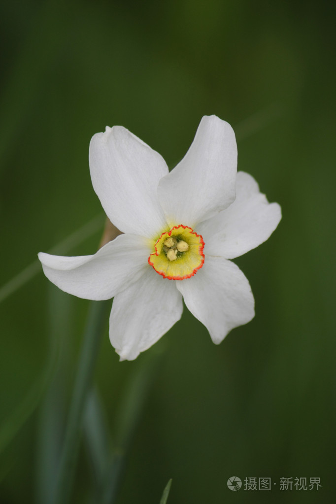 彩色水仙的特写