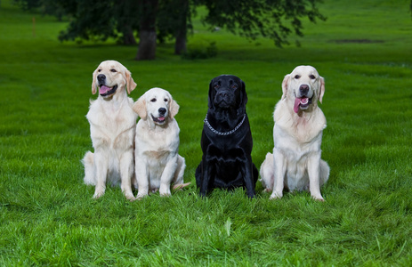 三只金毛猎犬和一只拉布拉多犬