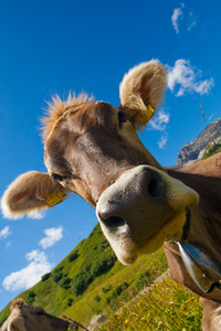 绿色草地上的高山牛图片