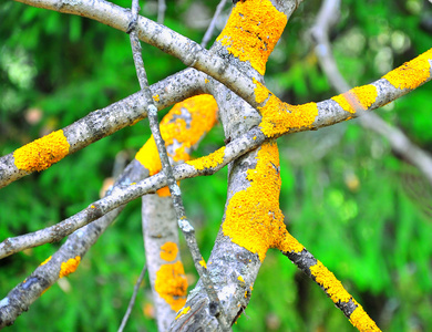 黄色苔藓真菌