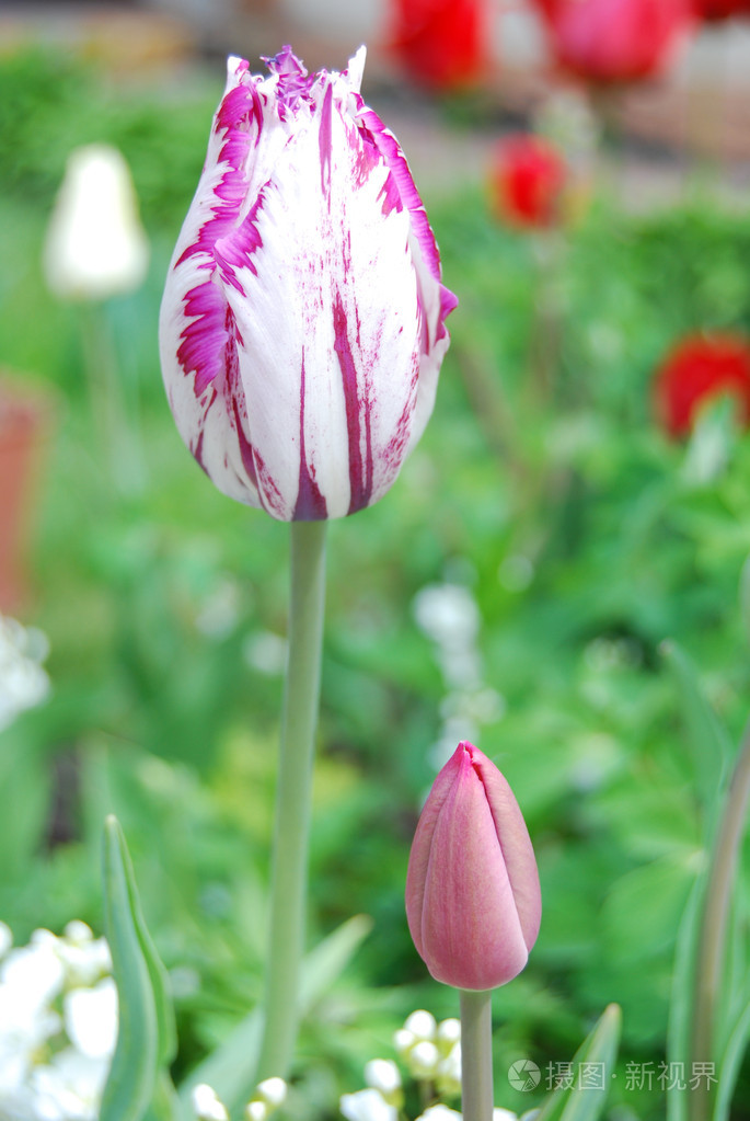 郁金香 tulip的名词复数 