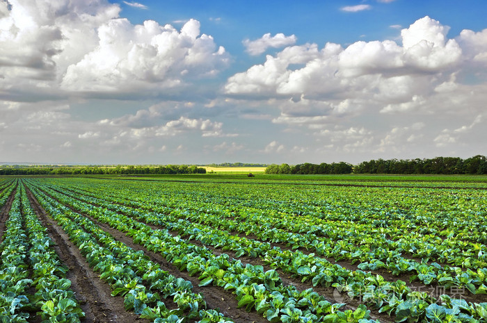 种在地里的卷心菜