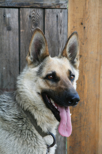  German shepherd