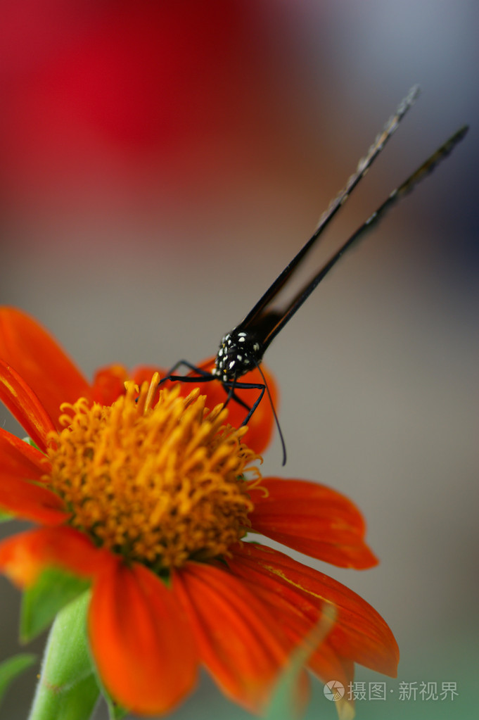 蝴蝶蝶泳轻浮的人游手好闲的人