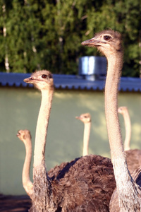 鸵鸟 ostrich的名词复数  逃避现实的人，不愿正视现实者