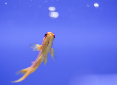 海洋水族馆鱼缸