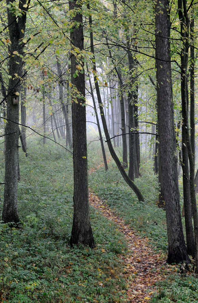 森林中的秋雾