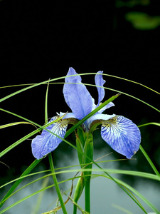 虹膜。 花。