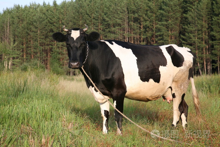 奶牛,乳牛 母兽 雌(象,鲸等)  侮辱>对女性的蔑称