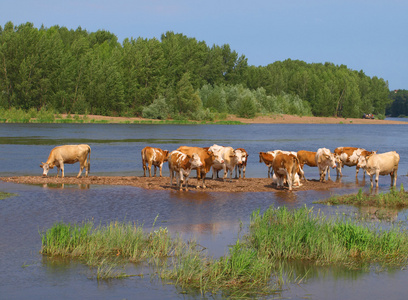 靠近河流的奶牛图片