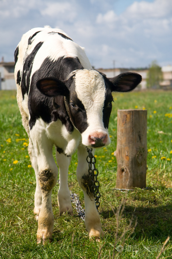 奶牛乳牛母兽雌象鲸等侮辱对女性的蔑称