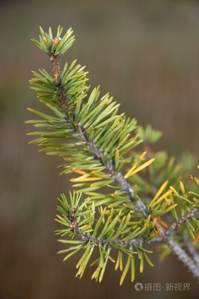 松针pineneedle的名词复数松叶