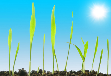 清新夏天天空图片