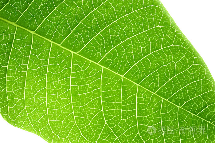 叶子页叶状的结构金属薄片