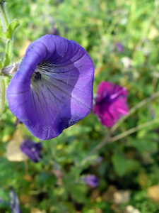 野紫花