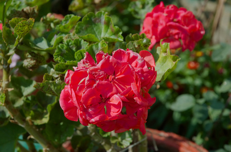 花园天竺葵pelargonium