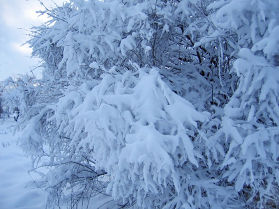 积雪层，雪盖