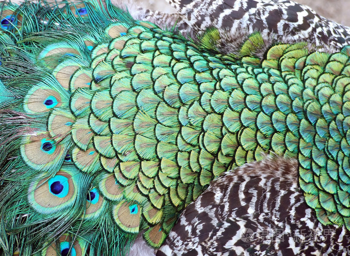 背景美丽的孔雀尾巴