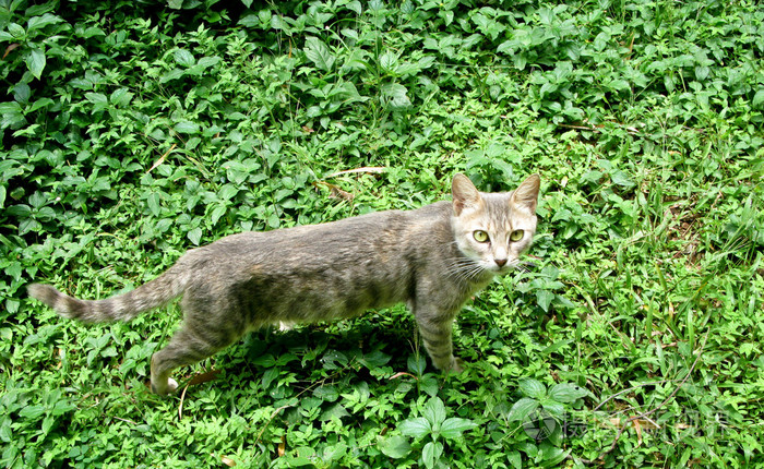 野猫在树叶中