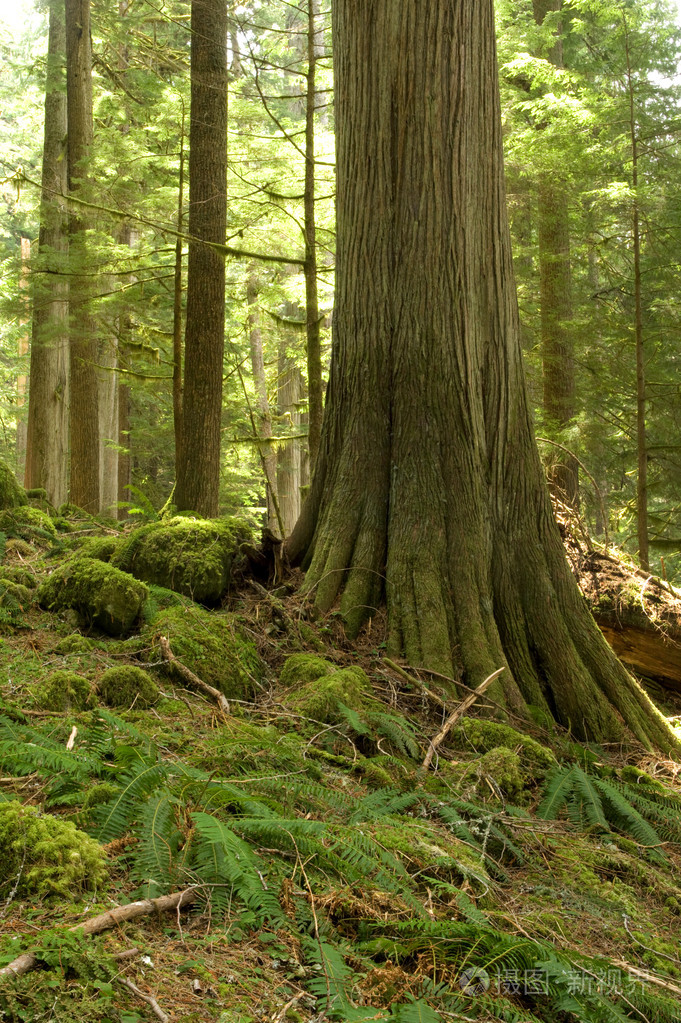 西红色雪松thujaplicata