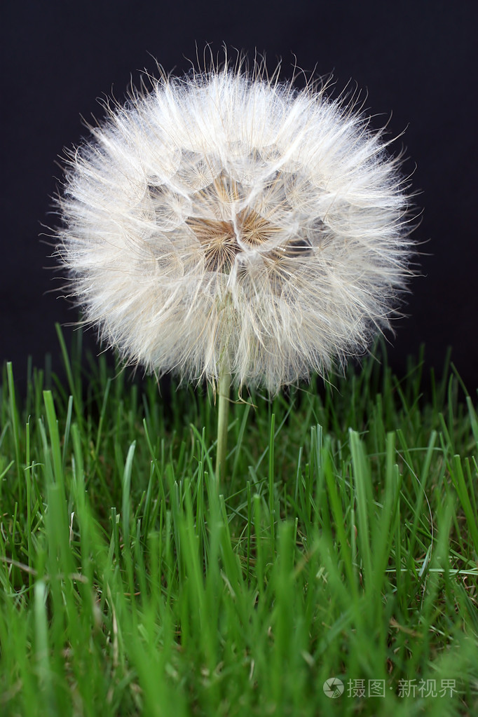 黑色背景下的大蒲公英