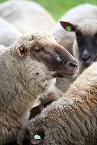 羊，绵羊 胆小鬼 易受人摆布的人 缺乏主见或轻易盲从的人