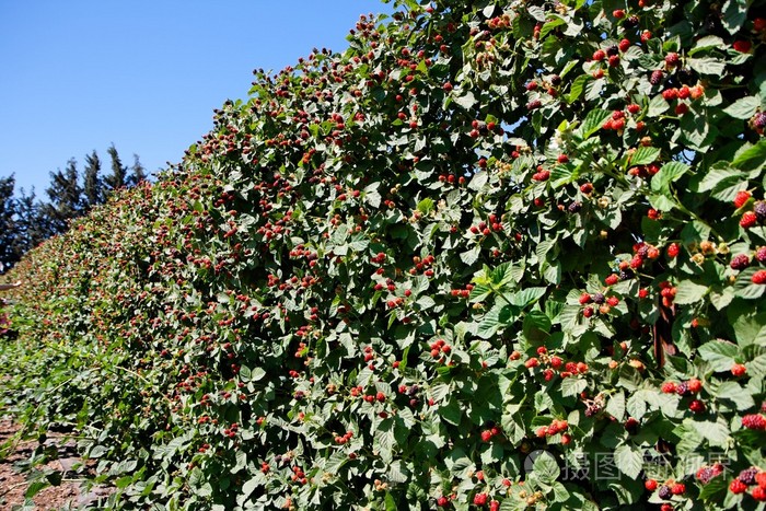 苏姆灌木丛中的黑莓作物