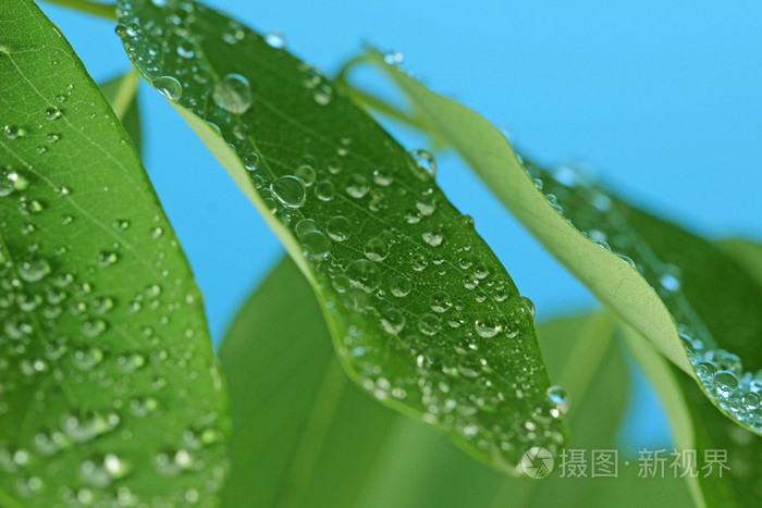 绿叶上的雨滴