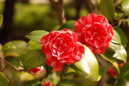 山茶，山茶花，山茶属植物