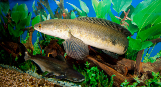 水下动物的无缝矢量图案. 白色背景上的黑鱼. 复古雕刻艺术.