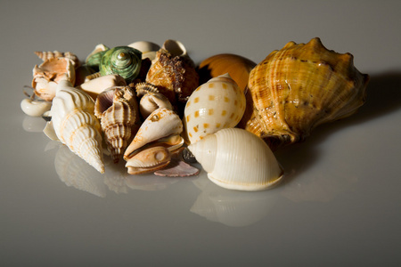 贝壳，海洋贝类seashell的复数形式 海中软体动物的壳，贝壳 seashell的名词复数 