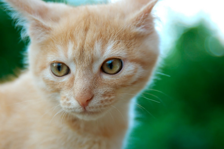 橙色塔比小猫肖像。