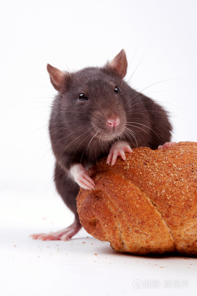 大老鼠似鼠动物非正式鼠辈卑鄙小人