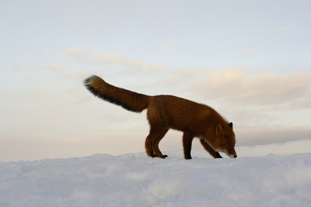 冬天的孤独，狐狸的生活