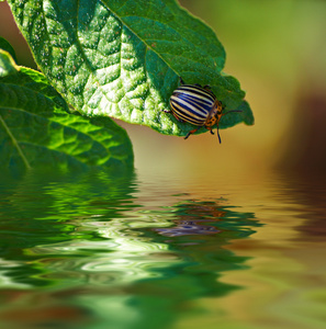 科罗拉多甲虫在水面上图片