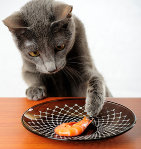 猫 猫科动物 狠毒的女人 爵士乐爱好者