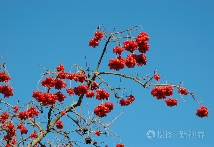 雪球树果实