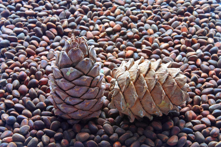 产品的西伯利亚雪松松仁,松子( pine nut的名词复数 )照片