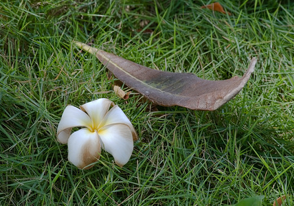 草上棕榈树的花和叶图片