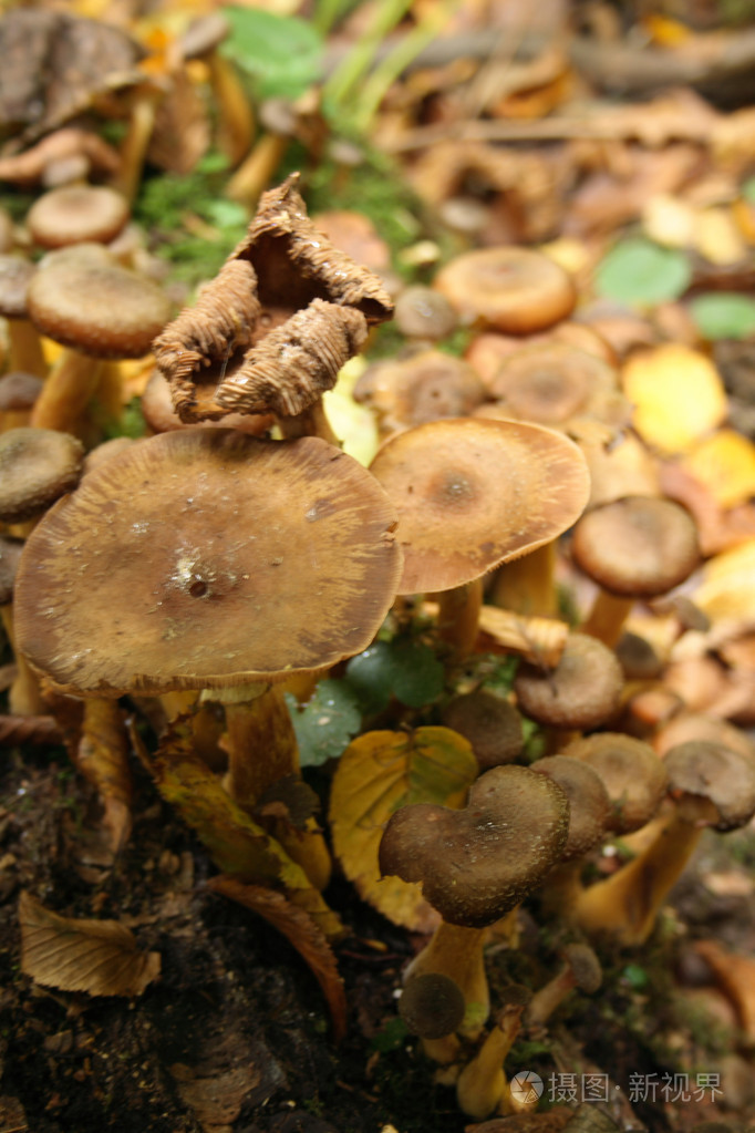 蘑菇蘑菇状物蘑菇形物体女用蘑菇形草帽暴发户