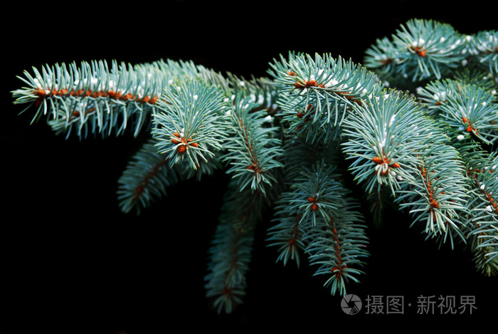 一棵又黑又黑的毛树枝